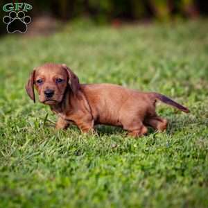 Tiny T, Dachshund Puppy